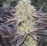 Punch Out strain photo