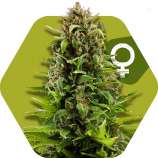 NYC Diesel strain photo