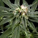 Peace Maker strain photo