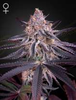 King's Juice strain photo
