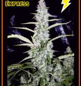 Fantasmo Express strain photo