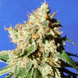 Blueberry Cookies Auto strain photo