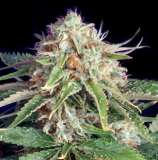 The Bulldog Seeds - Fast Ryder II strain photo