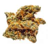 Bay 11 strain photo