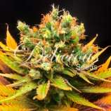 Honeybells strain photo