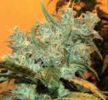 Goxuak strain photo