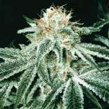 Whiteout strain photo