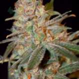 Auto Super Skunk strain photo