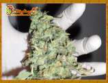 Buzz Light Gear strain photo