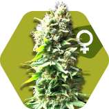 Skunk strain photo