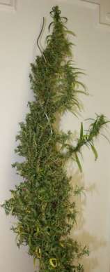 Double Jam strain photo