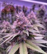 Cherry Scuffins strain photo