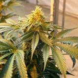 Motor Grease strain photo