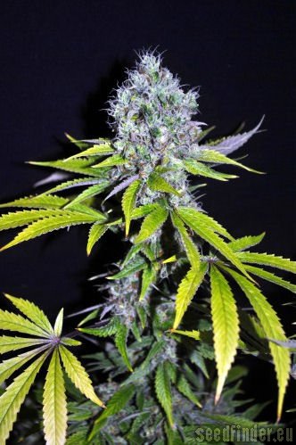 CBD Yummy strain photo