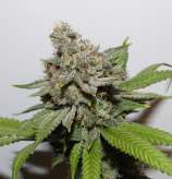 Old Amnesia strain photo