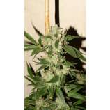 The Fuzz strain photo