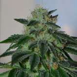 Sins OG strain photo