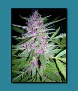 Angel's Flight strain photo