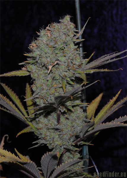 Snowdawg BX strain photo