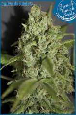 Sativa des Rois strain photo