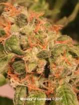 Royalmatic strain photo