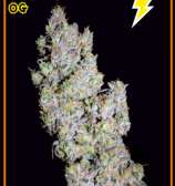 Ripley's OG strain photo