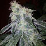 Sure Fire Seeds - Casey Jones S1 strain photo