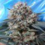 Nepal Jam x Kali China strain photo