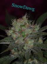 Snowdawg strain photo