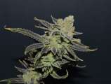 Hitgirl strain photo