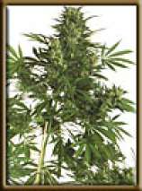 Original Big Bud Super Skunk strain photo