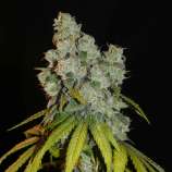 Afghan Lemon strain photo