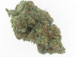 Triangle Kush strain photo