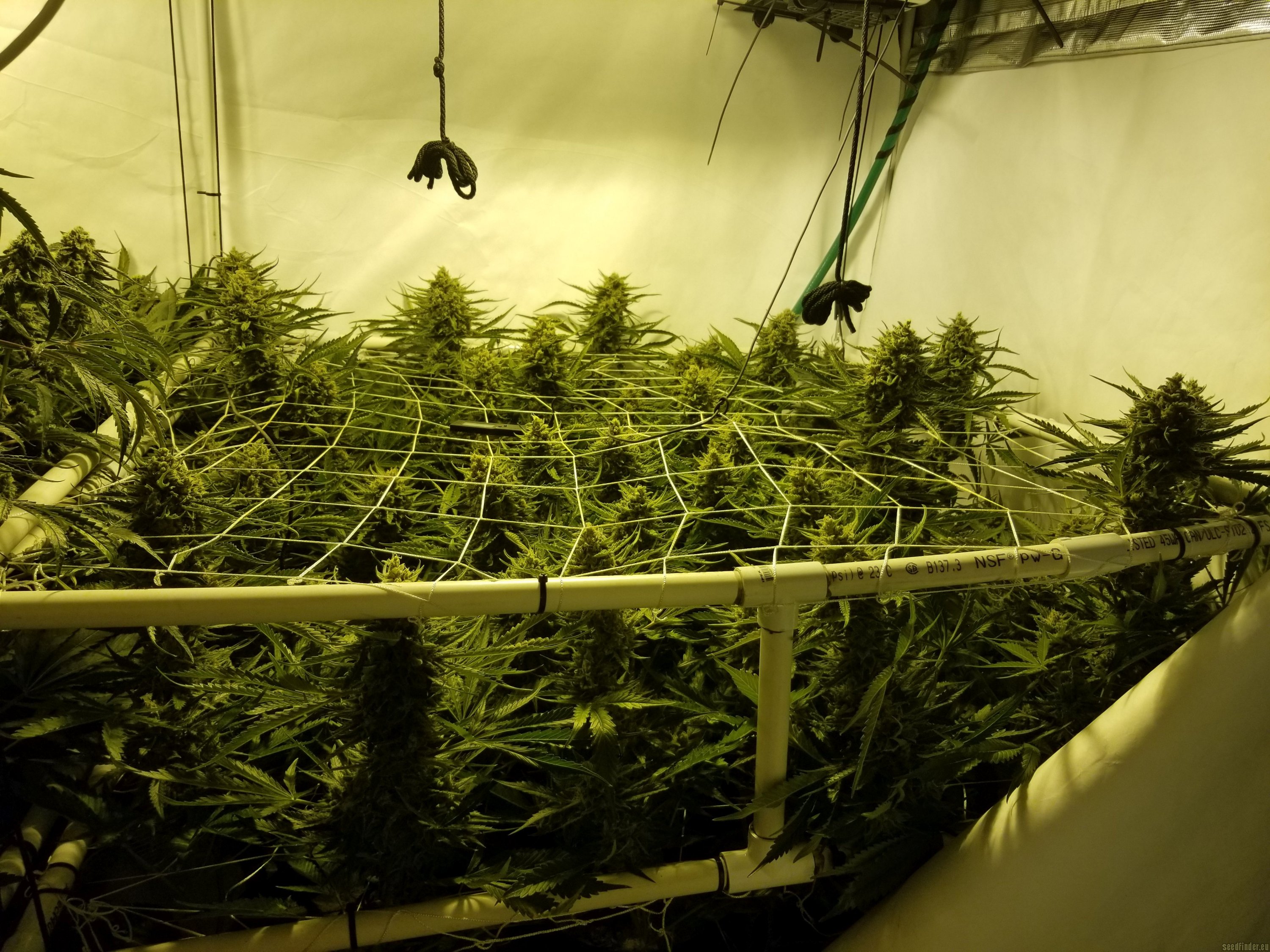Critical+ 2.0 strain photo