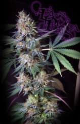 Quin-N-Tonic strain photo