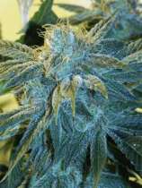 Lennon strain photo