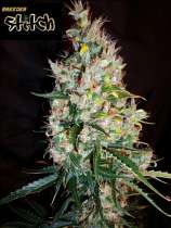 Russian Haze strain photo