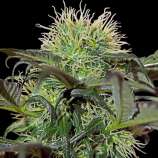 Bad Azz Kush strain photo