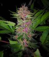 Blueberry strain photo
