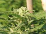Élite Seeds - Caprichosa Thai strain photo