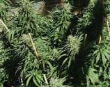 Sour Kush strain photo