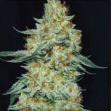 Member Berry strain photo