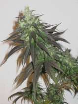 NYCD Domina strain photo