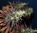 Bandana strain photo