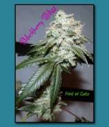 Blackberry Bliss strain photo