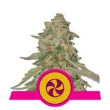 Sweet Zkittlez strain photo