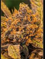 High Voltage Fast strain photo