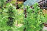 Afropips Seeds - Platinum strain photo