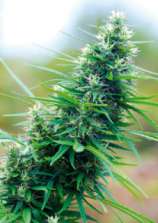 Wiener Blut strain photo