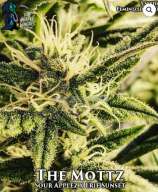 The Mottz strain photo